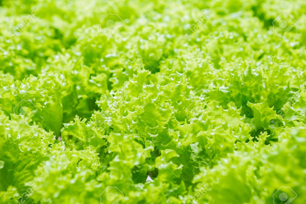 Farm Greens